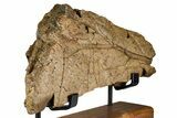 Dinosaur (Triceratops) Frill Shield Section w/ Stand - Wyoming #379885-3